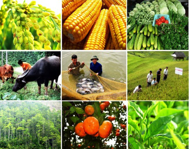Nhiều chính sách khuyến khích phát triển hợp tác, liên kết sản xuất nông nghiệp